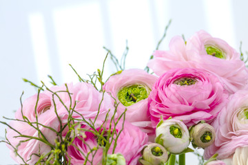 Persian buttercup. Bunch pale pink ranunculus flowers light background. Wallpaper, Horizontal photo .