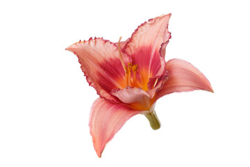 Beautiful bright red-pink daylily flower isolated on white background.