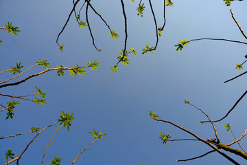 fig tree branch leaning towards the blue sky with young leaves and buds