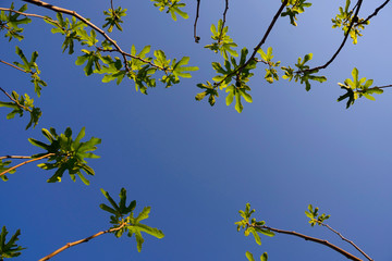 fig tree; branches leaning towards the blue sky with young leaves and buds