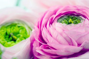 Persian buttercup. Bunch pale pink ranunculus flowers light background. Wallpaper, Horizontal photo .