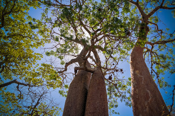 Landscape with Adansonia rubrostipa aka fony baobab tree in Reniala reserve , Toliara, Madagascar