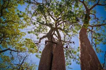 Deurstickers Landscape with Adansonia rubrostipa aka fony baobab tree in Reniala reserve , Toliara, Madagascar © homocosmicos
