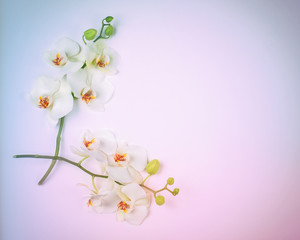 Composition with white orchid in vibrant gradient holographic colors.
