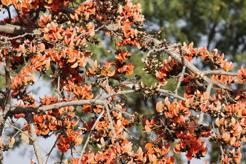 Bulbul among the flowers