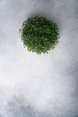 Arugula sprouts growing in round plate on bright textured surface, top view with copy space. Organic cooking and menu.
