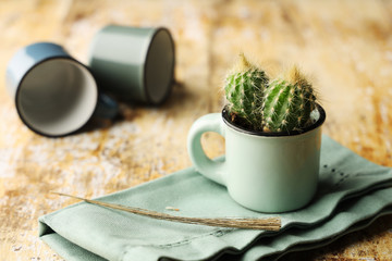 Cactus dans un pot pour décoration intérieure