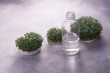 Microgreens in round containers and a glass bottle on bright textured surface. Raw sprouts,...