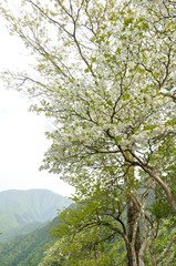 満開のシロヤシオに大室山