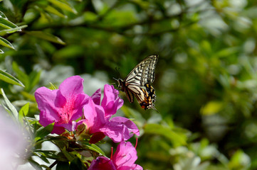 ツツジの花にとまったナミアゲハ（逆光で撮影）