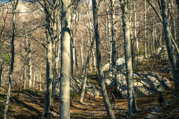 Wędrując przez bukowe lasy w chorwackich górach Velebit © arkezz