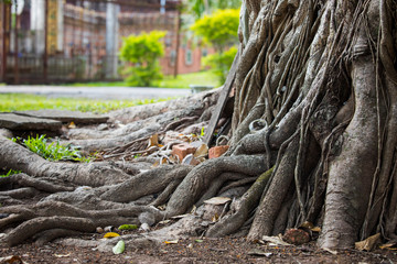 Roots of large trees,Air roots of trees, vines, parasites,twisted tropical tree roots,organic background,texture.