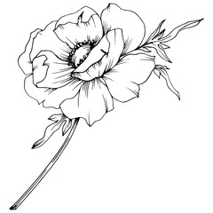 Vector Anemone floral botanical flower. Black and white engraved ink art. Isolated anemone illustration element.