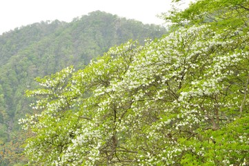 西丹沢 シロヤシオ木立ち