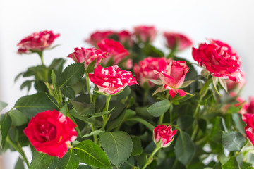beautiful little roses in a bouquet on a white background close-up