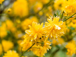 Corète du Japon en floraison durant le printemps