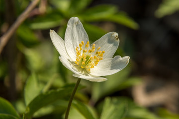 Meadow flowers of chickenpox in early spring in the woods, photographed close-up.