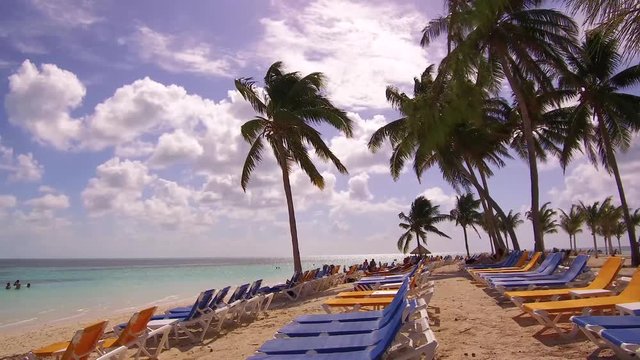 Palm beach tree
