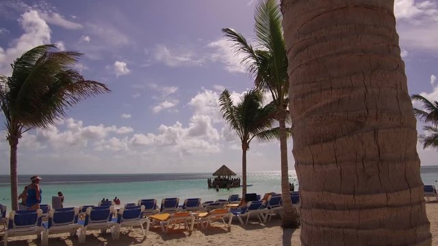 Palm beach tree