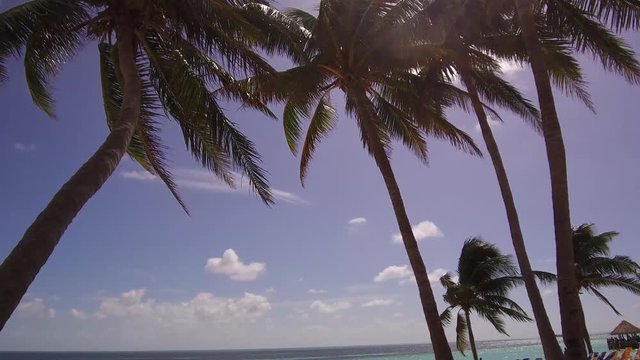 Palm beach tree