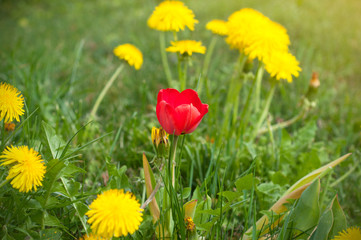 One red tulip between a field of yellow dandelions in spring