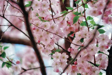 Cherry tree