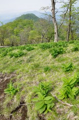 オオバイケイソウ若葉