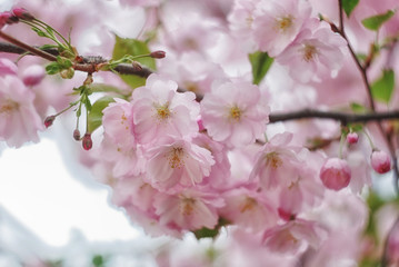 Cherry bloom