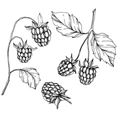 Vector Raspberry healthy food isolated. Black and white engraved ink art. Isolated berries illustration element.