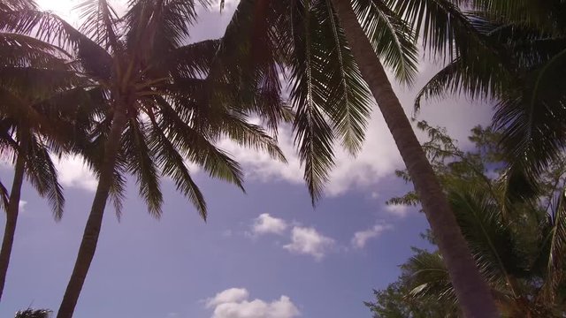 Palm beach tree