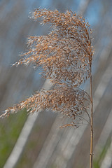 landscape -  spring SUN