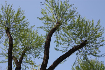 view of trees in the Park  