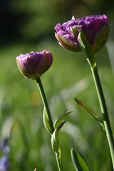 Blühende Tulpen (Tulipa)