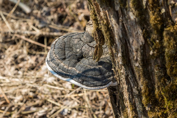 Large tree mushrooms grew on the trunk of a tree covered with moss.