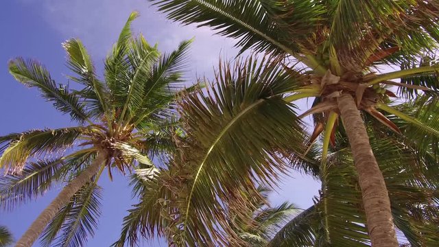 Palm beach tree