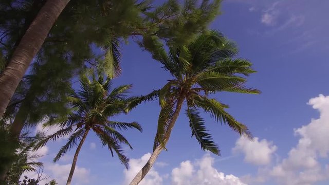Palm beach tree