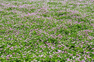 Field of Chinese milk vetch, Astragalus sinicus ,Shikoku,Japan