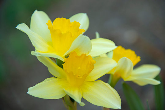 FLOWERS - yellow narcissuses