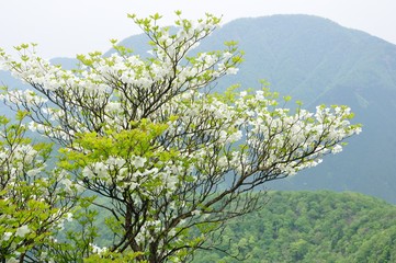 シロヤシオに大室山
