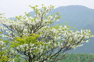 シロヤシオに大室山