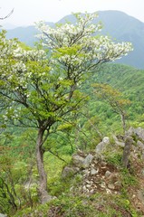 シロヤシオに大室山
