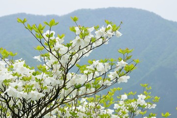 シロヤシオに大室山