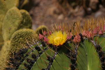 Flora of Tenerife, cactus with red and yellow flowers. Canary Islands.