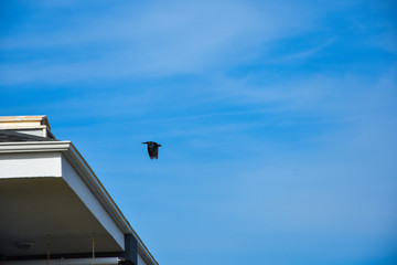 Fototapeta na wymiar Black crow, blue sky background