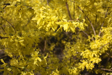 yellow flowering shrubs  
