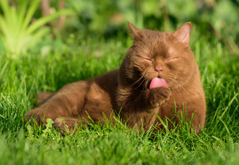 the cat washes its face and paws with its pink tongue