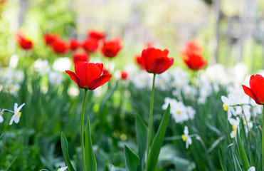 Fototapeta na wymiar Red tulips in spring meadow on a sunny day