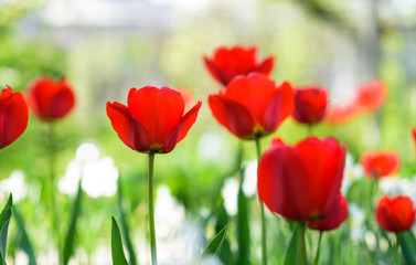 Red  tulips in spring meadow on a sunny day