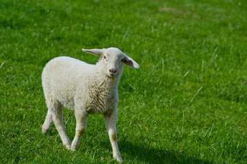 Fototapeta premium lamb in a field