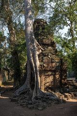 The ancient temple of Ta Prohm , Angkor , Cambodia